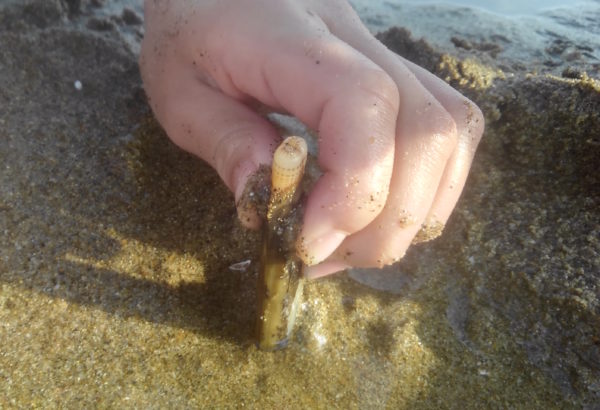 マテ貝の取り方のコツを知ってる 潮干狩りで一番楽しいよ きんきんきききん
